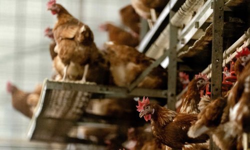 Premium Chicken Company nastavlja s investicijom u Hrvatskoj: Imamo niz projekata