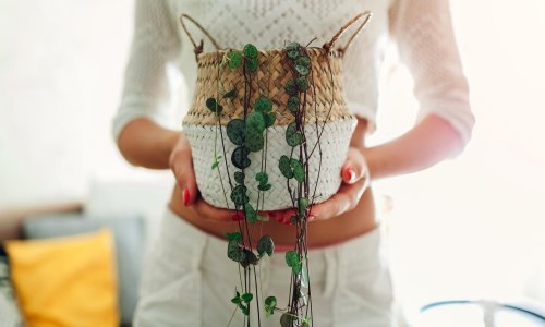 Ova prekrasna biljka srcolikih listova osvojit će vas izgledom, ali i nevjerojatnom otpornošću