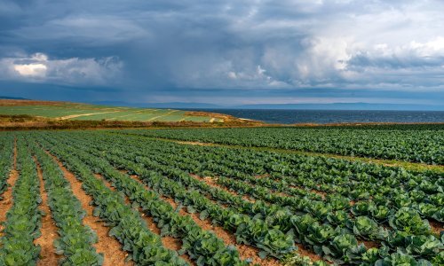 Poljoprivredna proizvodnja lani rasla više od osam posto
