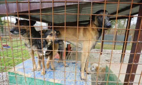 Provalio u sklonište za životinje u Sigecu; otuđio psa, a drugog ostavio