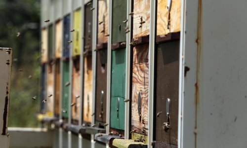 Lopovi ukrali košnice s pčelama, mladić posjekao stabla bagrema, a u Iloku nestao radni stroj; kradljivcu prijeti i zatvor do 8 godina