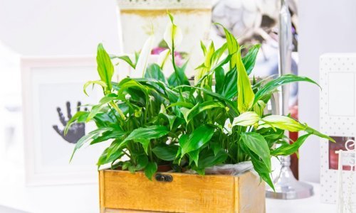 Prekrasne biljke prostor čine ljepšim, ali i zdravijim: Ove vrste pročistit će zrak u vašem domu