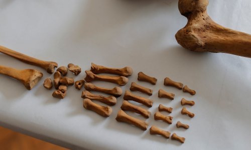 Jedinstveno otkriće: 200 ljudskih kralježaka nanizano na stabljike trske