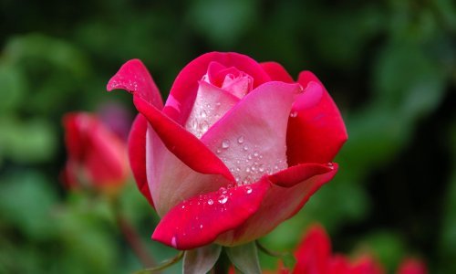 Elektroničke ruže poput ove vaš vrt će pretvoriti u izvor energije