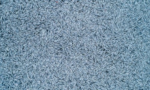 Drugi najveći ribarski brod na svijetu izbacio više od sto tisuća uginulih riba u ocean kod Francuske