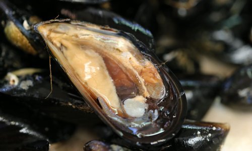 EU i SAD nakon deset godina obnovili trgovinu školjkašima