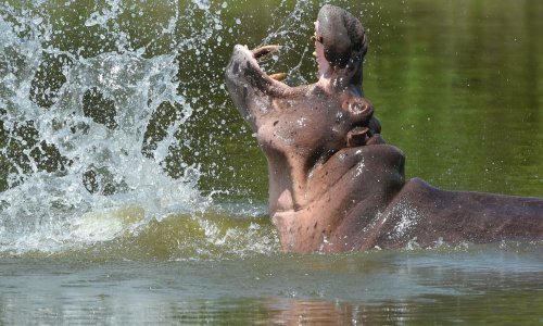 Neizvjesna budućnost pred nilskim konjima Pabla Escobara