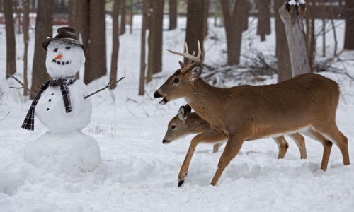 Otkriće omikrona među njujorškim jelenima zabrinjava zbog mogućih novih varijanti