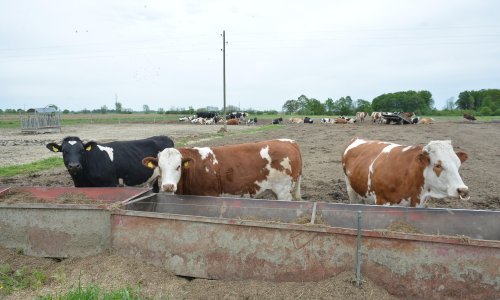 HPK upozorava: Otkupna cijena mlijeka treba ići prema 3,5 kune da budemo na razini sa strancima, proizvođača je sve manje