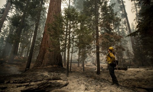 Divovske sekvoje su preživjele tisućljeća, je li ljudski nemar jači od njih?