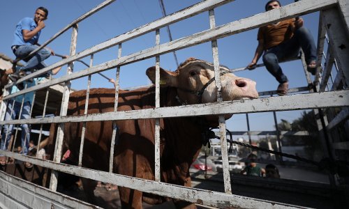 Problemi hrvatskih stočara produbljeni ratom u Ukrajini