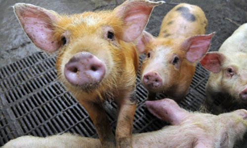 Olovna vremena: 'Jeftinije mi je svinje hraniti sendvičima nego kukuruzom'