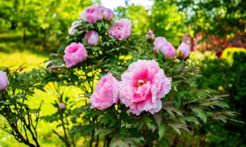 Više od lijepog ukrasa: Ovih sedam prekrasnih cvjetova posadite u svom vrtu jer se vjeruje da donose sreću