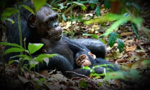 Solidarnost među primatima: Čimpanze liječe jedna drugu!