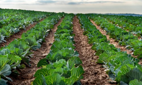 Krenula isplata 2,1 milijarde kuna izravnih plaćanja poljoprivrednicima