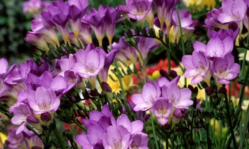 Ovo je 10 najmirisnijih cvjetova koje lako možete posaditi u vrtu