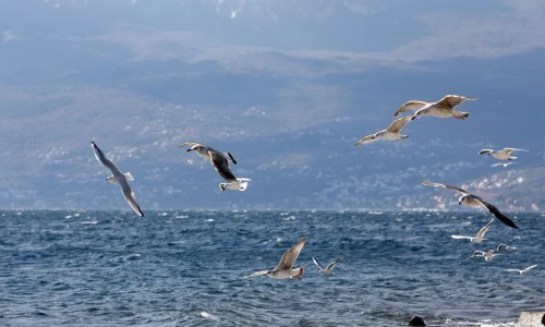 Galebovi postaju sve nastrljiviji, a u Puli su se toliko namnožili da su vlasti morale smisliti način kako ih obuzdati