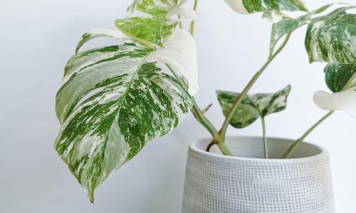 Sadnja biljaka sve je popularniji hobi, a cijene nekih sorti lete u nebo: Ovo su neki od najskupljih primjeraka