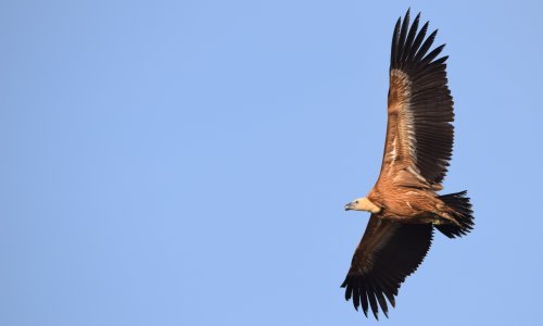 [FOTO] Doznajte sve o veličanstvenim vladarima kvarnerskog neba i o tome kako se uspjela spasiti populacija ovih fascinantnih ptica