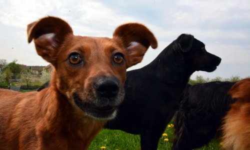 Prijatelji životinja za (su)financiranje obvezne kastracije: U 7 godina samo jedna ženka psa i njezino potomstvo mogu donijeti na svijet 67 tisuća štenaca