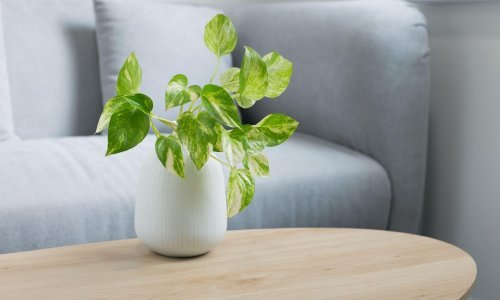 Zlatni puzavac vs. filodendron: Po čemu se razlikuju ove dvije daleko najpopularnije sobne biljke?