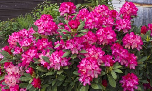 Biljke koje ukrašavaju vrt cijele godine: U proljeće i ljeto oduševljavaju cvjetovima, a zimi zadržavaju prekrasno lišće