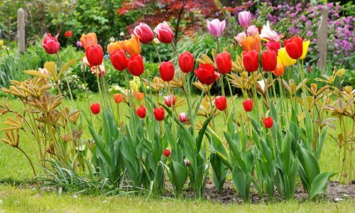 Počinje sezona najljepših proljetnica: Zašto nisu svi tulipani trajnice i kako im produljiti sezonu cvatnje?