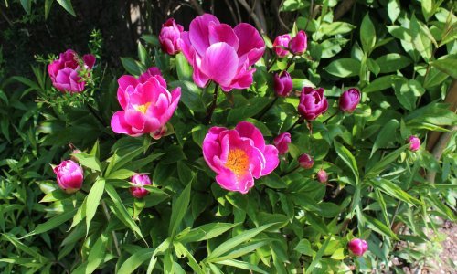 Otporne, lake za održavanje i cvjetaju svake godine: Savršene trajnice za svaki vrt