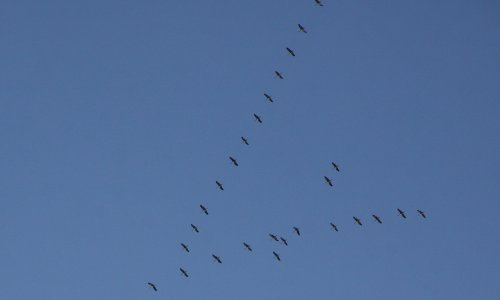 Novi slučaj ptičje gripe kod divljih ptica u Vukovarsko-srijemskoj županiji