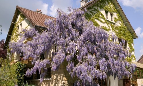 Prekrasne, no vrlo agresivne: Ove biljke možda se čine kao lijep ukras u vrtu, ali riječ je o vrlo invazivnim vrstama