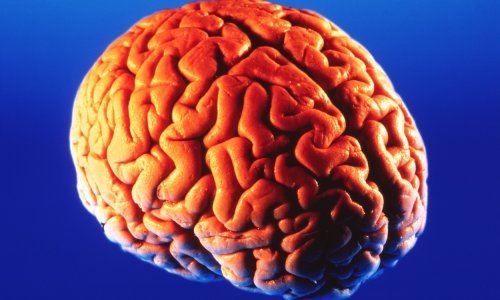 Nova studija: Covid može prouzročiti smanjenje moždane mase i sive tvari