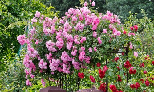 Sanjate o raskošnim i mirisnim grmovima ruža? Evo kada je najbolje vrijeme za njihovu sadnju