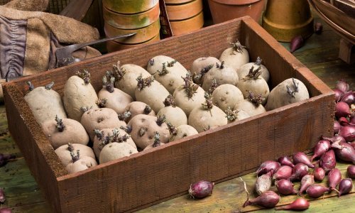Je li sigurno jesti proklijali krumpir i na što ukazuje njegova zelena boja?