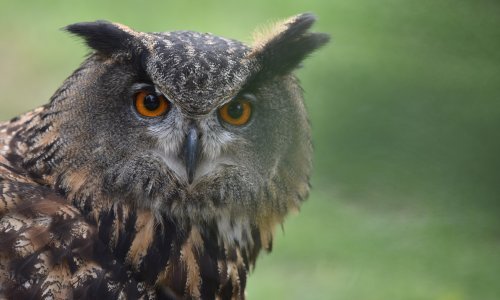 U Nacionalnom parku Krka zabilježeno gniježđenje 11 parova sova ušara