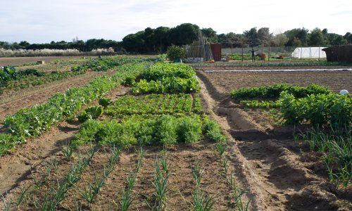 Vrt iz snova u trenu: Isprobajte trik s kuhinjskim pomagalom koji će vam uvelike skratiti vrijeme sadnje