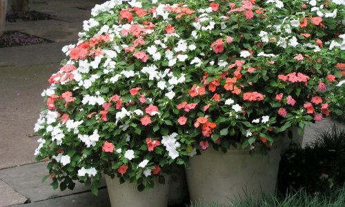 Prekrasan i rascvjetan vrt može imati baš svatko: Ove biljke su nevjerojatno lake za uzgoj