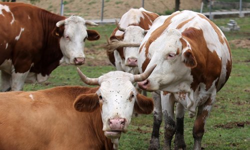 Dukat povećava otkupnu cijenu mlijeka