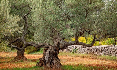 Muškarac kod Benkovca poznaniku uništio masline, napravio je štetu od 80 tisuća kuna