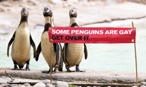 Da, istospolnih brakova s potomstvom ima i među životinjama