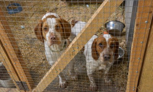 Poljski veterinar spasio 260 pasa i mačaka iz ukrajinske ratne zone