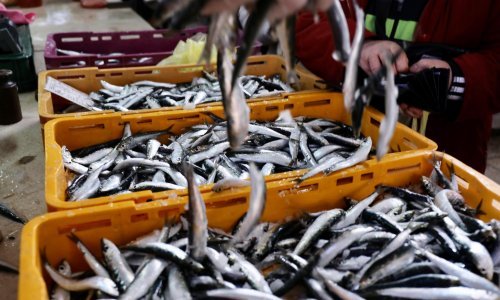 Riba do Uskrsa skuplja 20 posto