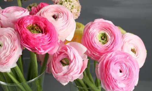 Vrijeme je sadnje ranunkula: Evo kako obogatiti svoj vrt ili balkon ovim prekrasnim mješancem ruža i božura