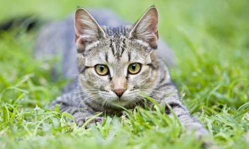 Jesu li se mačke pripitomljavale samo jednom?