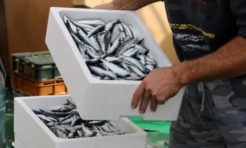 Zbog globalne krize država ribarima osigurala 75 milijuna kuna pomoći