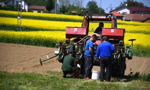 Rat Ukrajini poremetio planove: Sjetva ove godine na upola manjoj površini