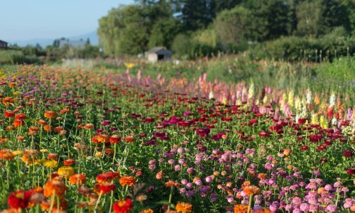 Brzo rastu i lako se održavaju: Cinije su najveselije cvijeće koje možete posaditi u vrtu