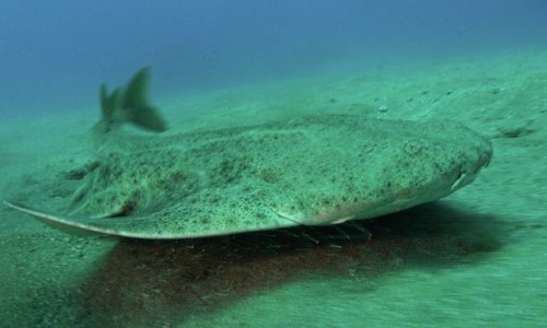 'Izumrli' morski pas vratio se u Jadran