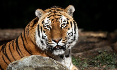 Tisuće životinja mogle bi uginuti od gladi, hladnoće i stresa u Ukrajini; neke su iz ekoparkova pustili na slobodu