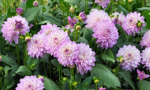 Nikad nije kasno za sadnju: Posadite ih usred proljeća i uživajte u njihovim prekrasnim cvjetovima sve do kasnoga ljeta