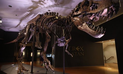 Stan, T-rex of skoro 32 milijuna dolara, bit će izložen u Abu Dhabiju